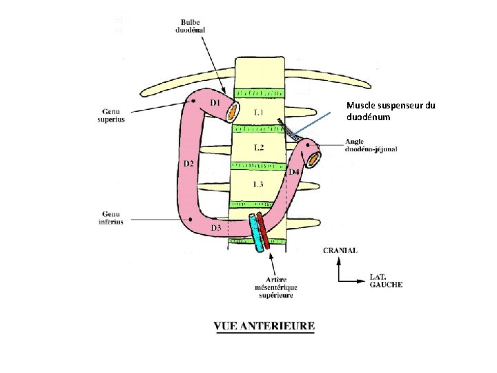 Muscle suspenseur du duodénum 