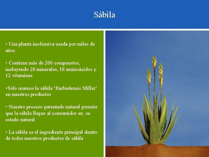 Sábila • Una planta inofensiva usada por miles de años • Contiene más de