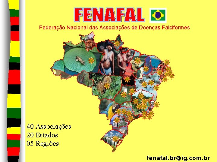 Federação Nacional das Associações de Doenças Falciformes 40 Associações 20 Estados 05 Regiões fenafal.