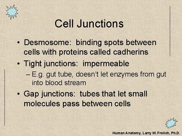 Cell Junctions • Desmosome: binding spots between cells with proteins called cadherins • Tight