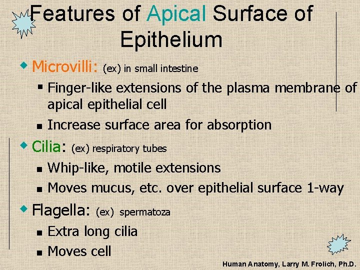 Features of Apical Surface of Epithelium w Microvilli: (ex) in small intestine § Finger-like