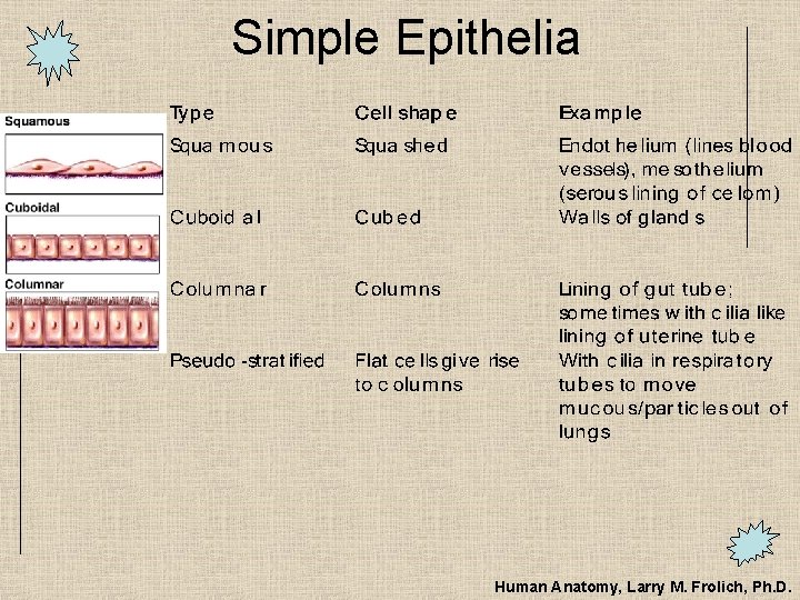 Simple Epithelia Human Anatomy, Larry M. Frolich, Ph. D. 