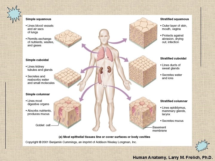 Human Anatomy, Larry M. Frolich, Ph. D. 