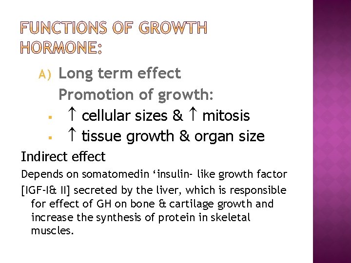 A) § § Long term effect Promotion of growth: cellular sizes & mitosis tissue