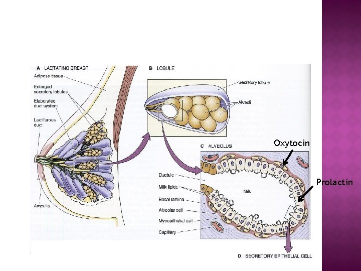 Oxytocin Prolactin 