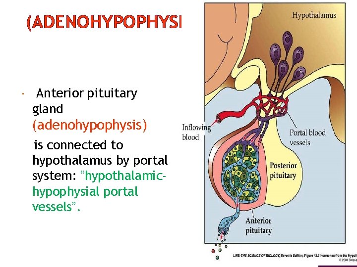 (ADENOHYPOPHYSIS) Anterior pituitary gland (adenohypophysis) is connected to hypothalamus by portal system: “hypothalamichypophysial portal