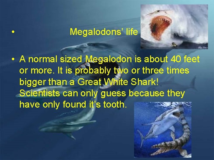  • Megalodons’ life • A normal sized Megalodon is about 40 feet or