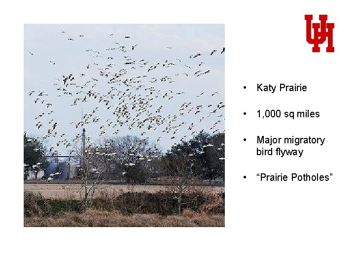  • Katy Prairie • 1, 000 sq miles • Major migratory bird flyway