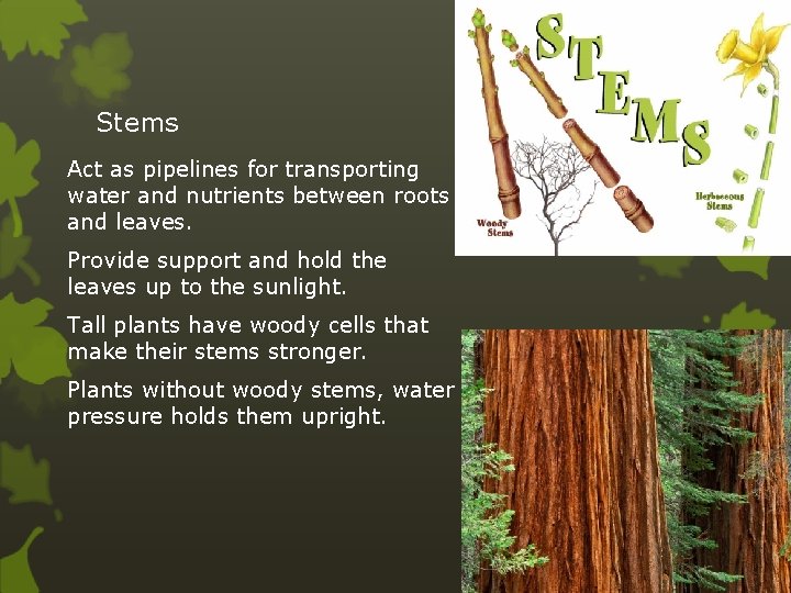 Stems Act as pipelines for transporting water and nutrients between roots and leaves. Provide