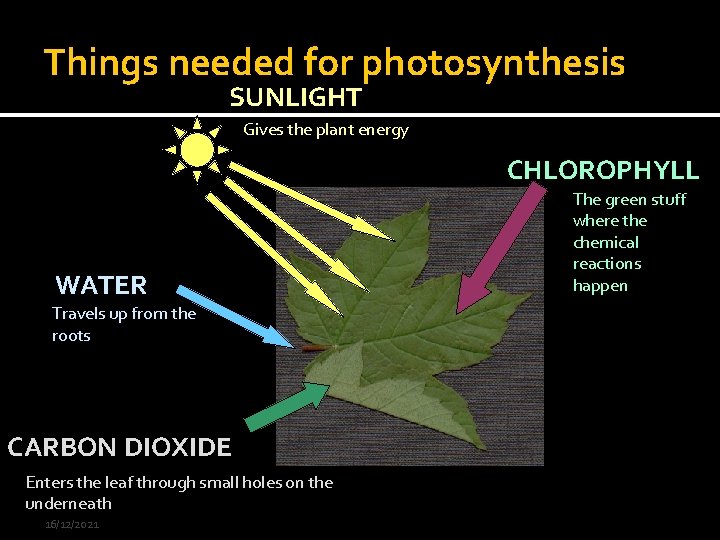 Things needed for photosynthesis SUNLIGHT Gives the plant energy CHLOROPHYLL WATER Travels up from