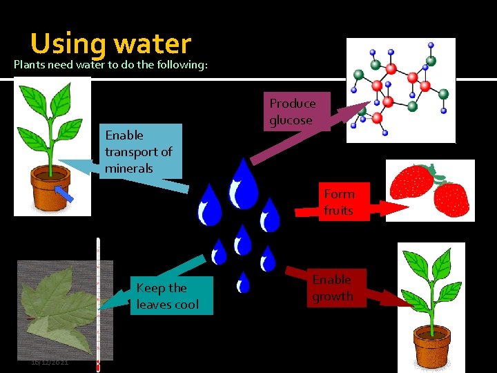Using water Plants need water to do the following: Enable transport of minerals Produce