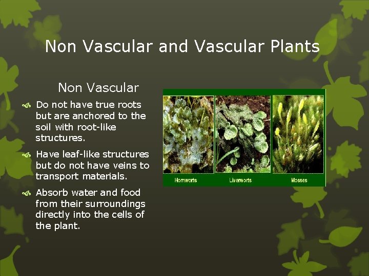 Non Vascular and Vascular Plants Non Vascular Do not have true roots but are