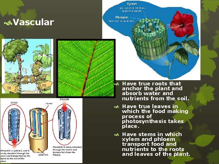  Vascular Have true roots that anchor the plant and absorb water and nutrients