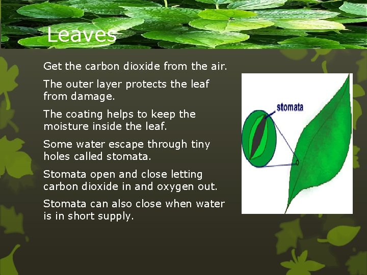Leaves Get the carbon dioxide from the air. The outer layer protects the leaf