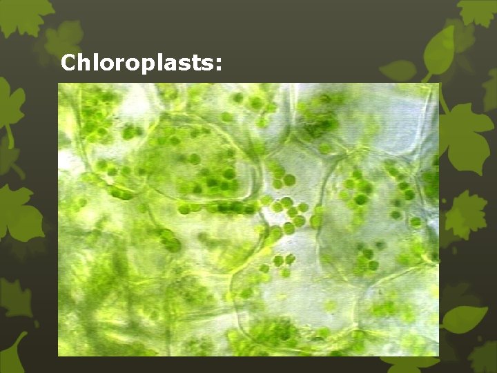 Chloroplasts: 