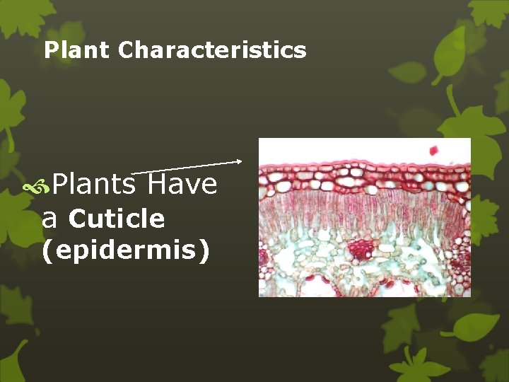 Plant Characteristics Plants Have a Cuticle (epidermis) 