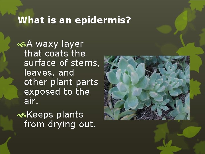 What is an epidermis? A waxy layer that coats the surface of stems, leaves,