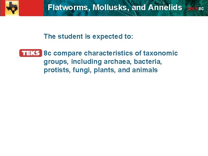 23. 4 Flatworms, Mollusks, and Annelids The student is expected to: 8 c compare 23. 4 Flatworms, Mollusks, and Annelids The student is expected to: 8 c compare