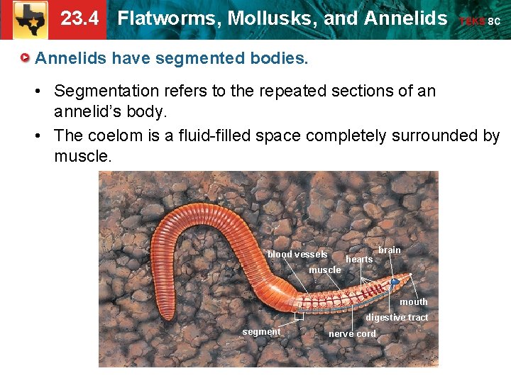 23. 4 Flatworms, Mollusks, and Annelids TEKS 8 C Annelids have segmented bodies. • 23. 4 Flatworms, Mollusks, and Annelids TEKS 8 C Annelids have segmented bodies. •