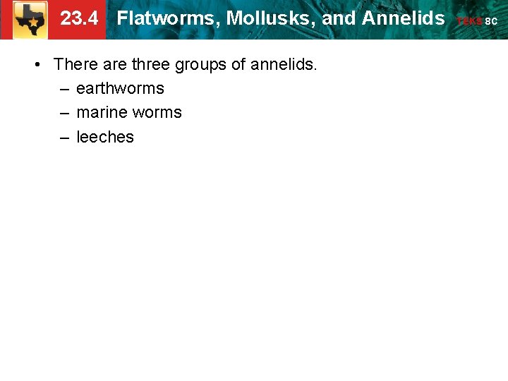 23. 4 Flatworms, Mollusks, and Annelids • There are three groups of annelids. – 23. 4 Flatworms, Mollusks, and Annelids • There are three groups of annelids. –
