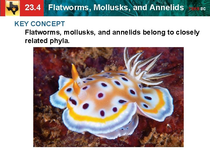 23. 4 Flatworms, Mollusks, and Annelids TEKS 8 C KEY CONCEPT Flatworms, mollusks, and 23. 4 Flatworms, Mollusks, and Annelids TEKS 8 C KEY CONCEPT Flatworms, mollusks, and