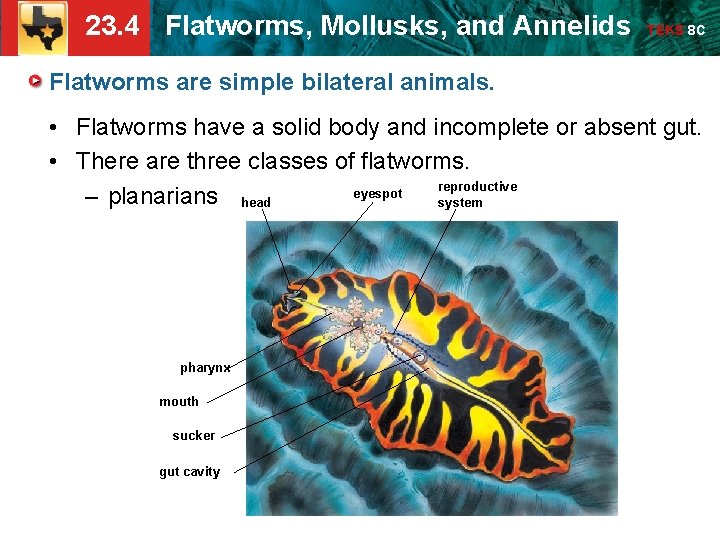 23. 4 Flatworms, Mollusks, and Annelids TEKS 8 C Flatworms are simple bilateral animals. 23. 4 Flatworms, Mollusks, and Annelids TEKS 8 C Flatworms are simple bilateral animals.