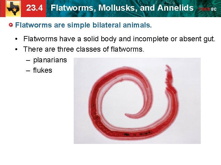 23. 4 Flatworms, Mollusks, and Annelids TEKS 8 C Flatworms are simple bilateral animals. 23. 4 Flatworms, Mollusks, and Annelids TEKS 8 C Flatworms are simple bilateral animals.