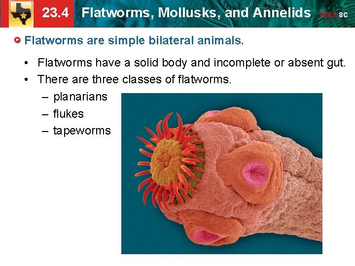 23. 4 Flatworms, Mollusks, and Annelids TEKS 8 C Flatworms are simple bilateral animals. 23. 4 Flatworms, Mollusks, and Annelids TEKS 8 C Flatworms are simple bilateral animals.