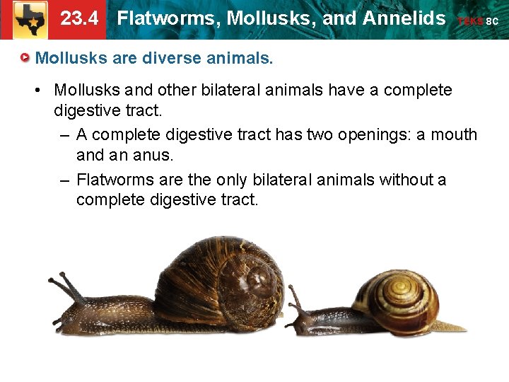 23. 4 Flatworms, Mollusks, and Annelids TEKS 8 C Mollusks are diverse animals. • 23. 4 Flatworms, Mollusks, and Annelids TEKS 8 C Mollusks are diverse animals. •