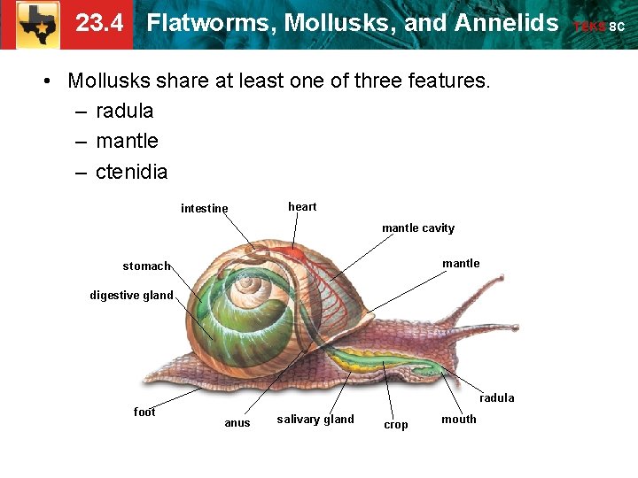 23. 4 Flatworms, Mollusks, and Annelids • Mollusks share at least one of three 23. 4 Flatworms, Mollusks, and Annelids • Mollusks share at least one of three