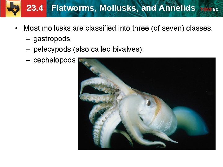 23. 4 Flatworms, Mollusks, and Annelids TEKS 8 C • Most mollusks are classified 23. 4 Flatworms, Mollusks, and Annelids TEKS 8 C • Most mollusks are classified
