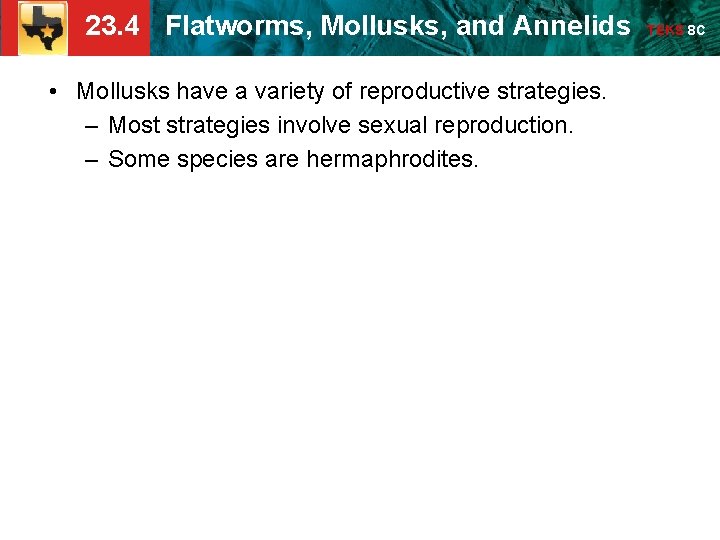 23. 4 Flatworms, Mollusks, and Annelids • Mollusks have a variety of reproductive strategies. 23. 4 Flatworms, Mollusks, and Annelids • Mollusks have a variety of reproductive strategies.