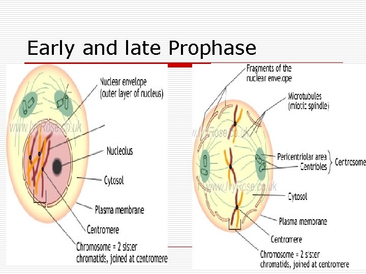 Early and late Prophase 