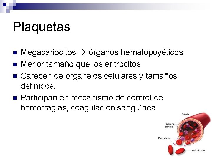 Plaquetas n n Megacariocitos órganos hematopoyéticos Menor tamaño que los eritrocitos Carecen de organelos