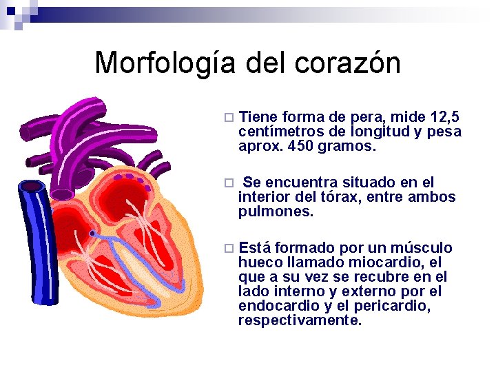 Morfología del corazón ¨ Tiene forma de pera, mide 12, 5 centímetros de longitud