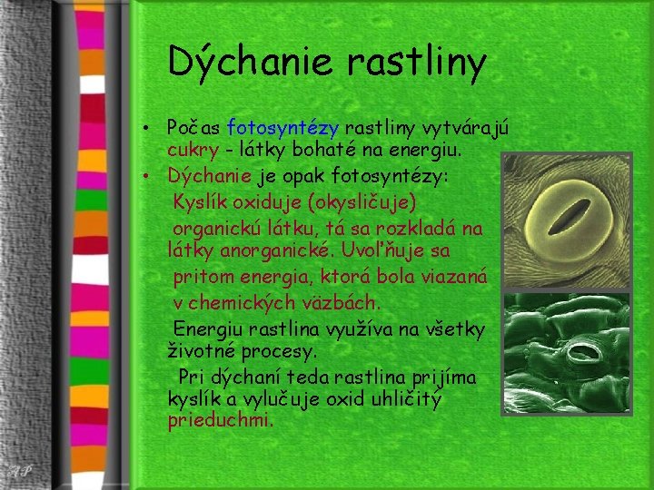 Dýchanie rastliny • Počas fotosyntézy rastliny vytvárajú cukry - látky bohaté na energiu. •