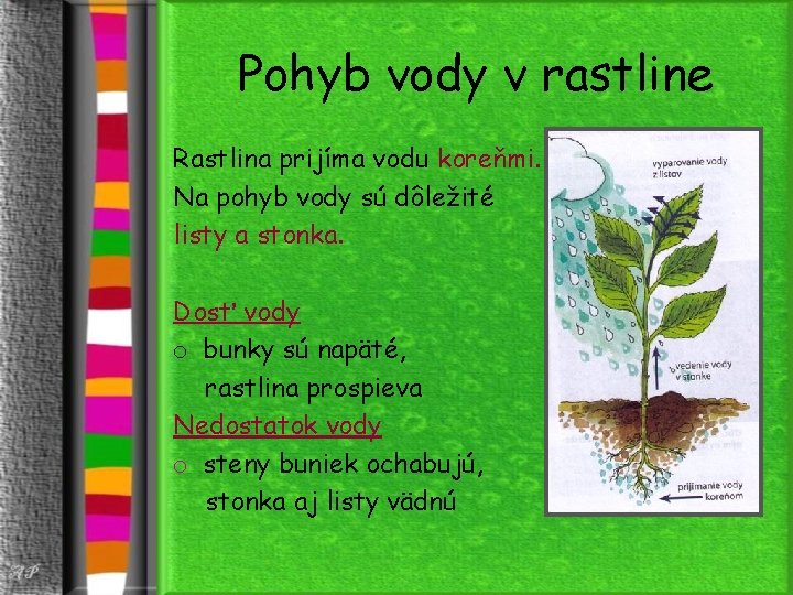 Pohyb vody v rastline Rastlina prijíma vodu koreňmi. Na pohyb vody sú dôležité listy