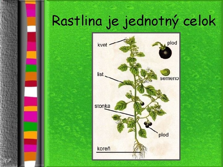 Rastlina je jednotný celok 