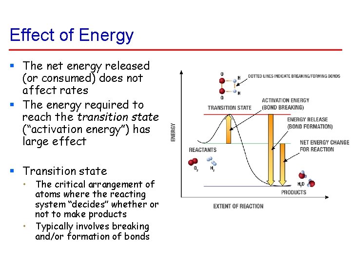 Effect of Energy § The net energy released (or consumed) does not affect rates Effect of Energy § The net energy released (or consumed) does not affect rates