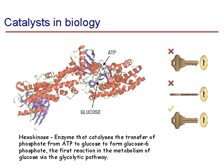 Catalysts in biology Hexokinase - Enzyme that catalyses the transfer of phosphate from ATP Catalysts in biology Hexokinase - Enzyme that catalyses the transfer of phosphate from ATP