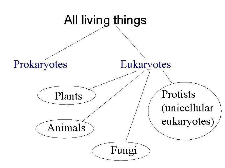 All living things Prokaryotes Eukaryotes Protists (unicellular eukaryotes) Plants Animals Fungi 
