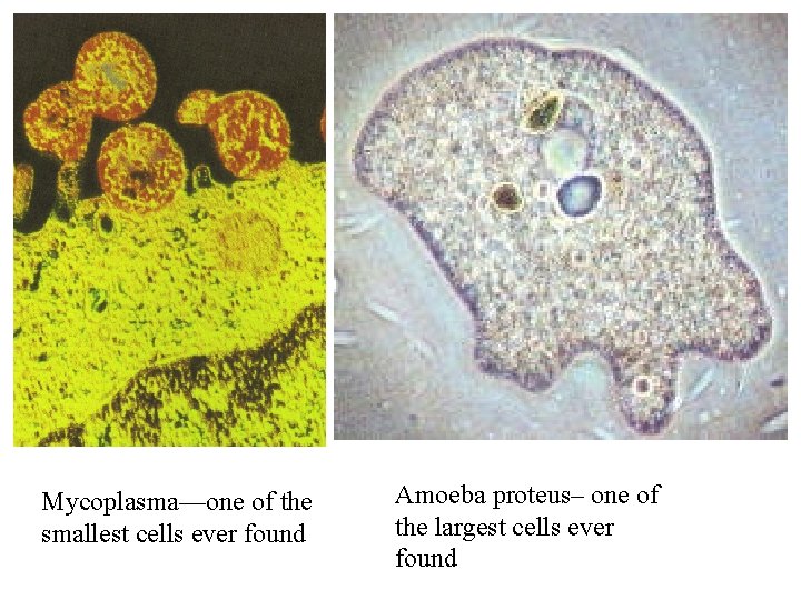 Mycoplasma—one of the smallest cells ever found Amoeba proteus– one of the largest cells