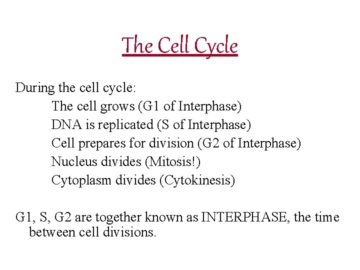 The Cell Cycle During the cell cycle: The cell grows (G 1 of Interphase)