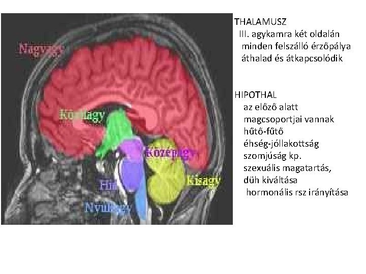 THALAMUSZ III. agykamra két oldalán minden felszálló érzőpálya áthalad és átkapcsolódik HIPOTHAL az előző