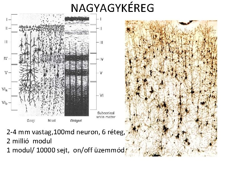 NAGYAGYKÉREG 2 -4 mm vastag, 100 md neuron, 6 réteg, 2 millió modul 1