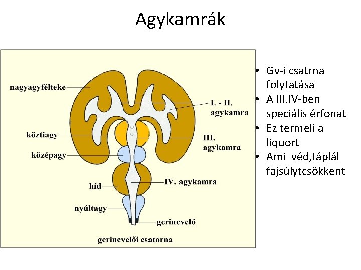 Agykamrák • Gv-i csatrna folytatása • A III. IV-ben speciális érfonat • Ez termeli