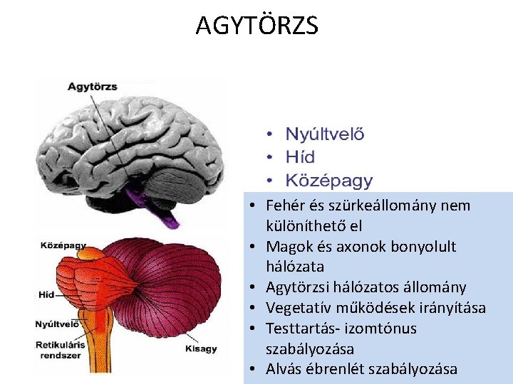 AGYTÖRZS • Fehér és szürkeállomány nem különíthető el • Magok és axonok bonyolult hálózata