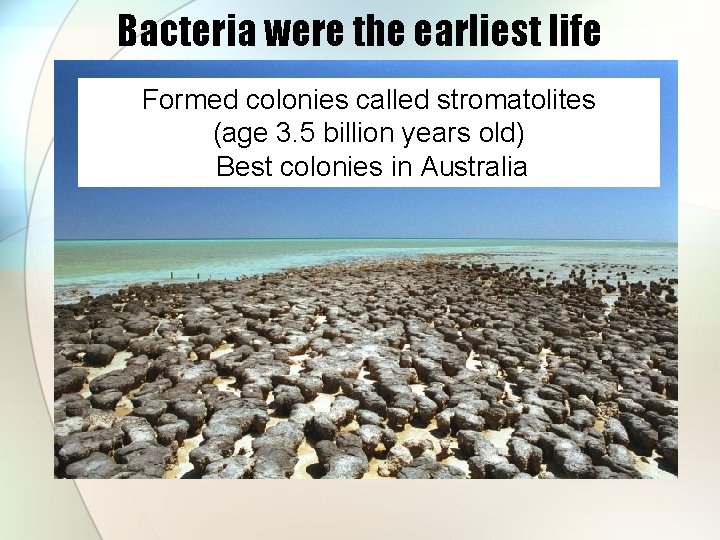 Bacteria were the earliest life Formed colonies called stromatolites (age 3. 5 billion years