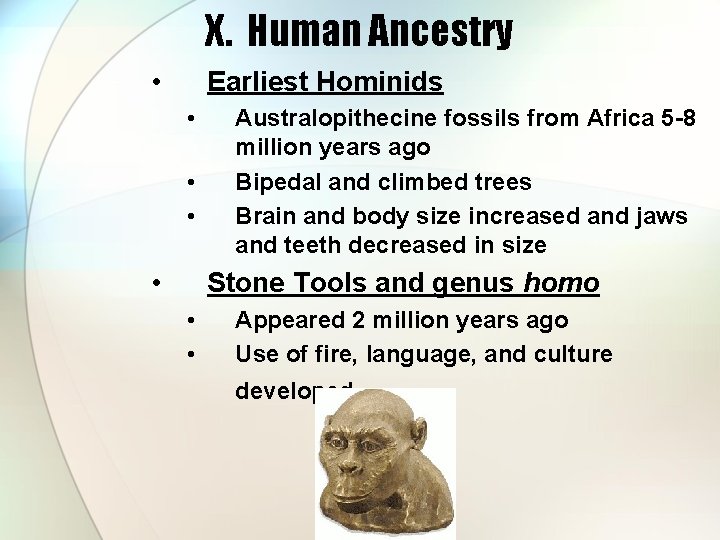 X. Human Ancestry • Earliest Hominids • • Australopithecine fossils from Africa 5 -8