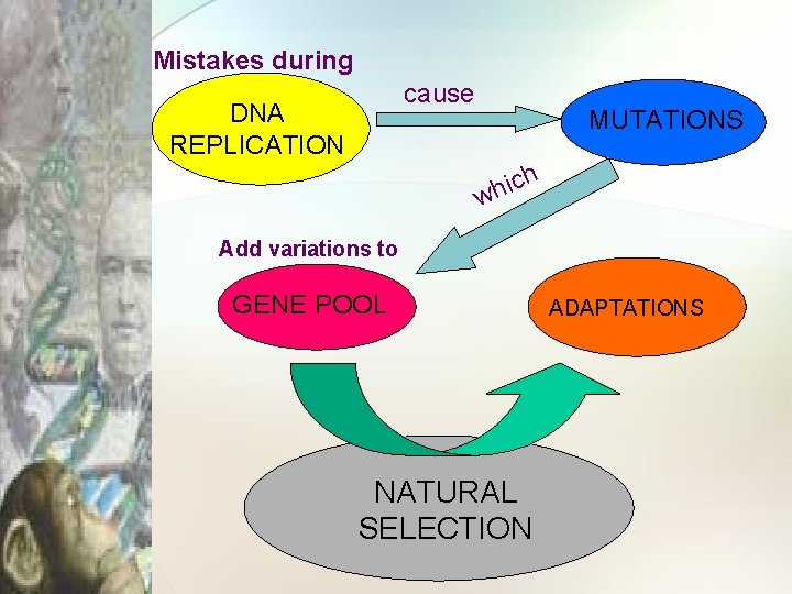 Mistakes during cause DNA REPLICATION MUTATIONS h ic wh Add variations to GENE POOL